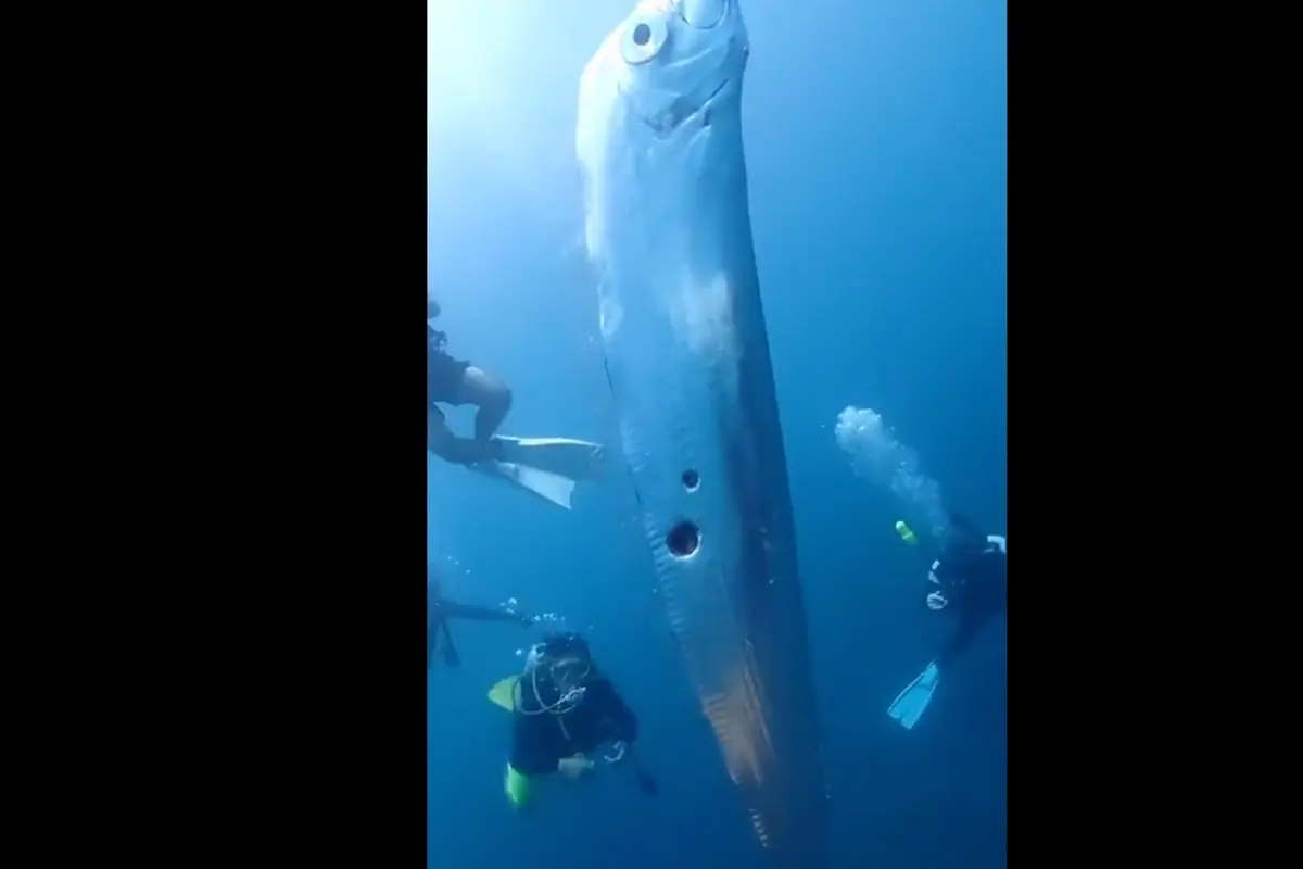 Ikan oarfish terlihat di permukaan laut di Taiwan dalam kondisi tubuh terluka.