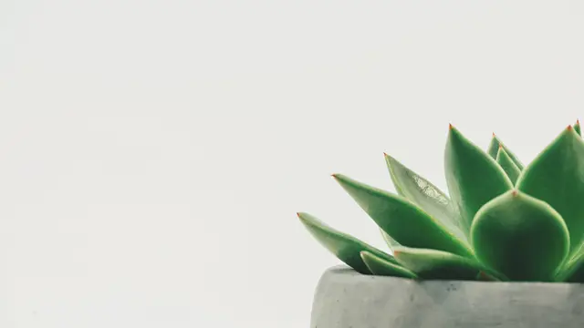 Giok/dok. Unsplash Scott