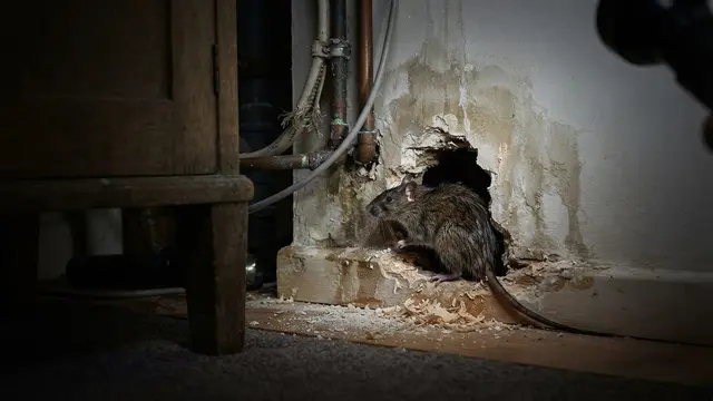 Celah Rumah yang Bisa Jadi Jalan Masuk Tikus Saat Musim Hujan