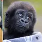 Potret Yaounde, Gorila yang lahir prematur dengan bobot hanya 1 kilogram. (Sumber: metro.co.uk/Howletts Wild Animals Park)