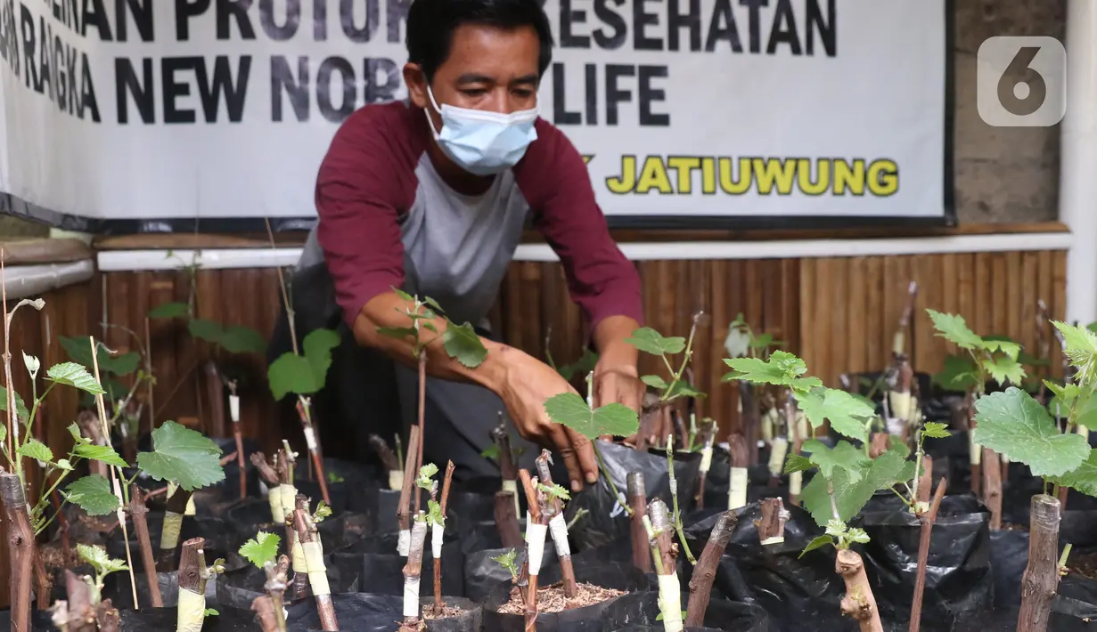 Warga melakukan pembibitan tanaman buah anggur di kampung anggur Tangerang, Minggu (22/11/2020). Bibit dijual kisaran 20 ribu untuk yang lokal dan jenis parian impor 125 ribu dan banyak di pesan dari luar kota, sehingga dapat menjadi roda perekonomian warga sekitar. (Liputan6.com/Angga Yuniar)