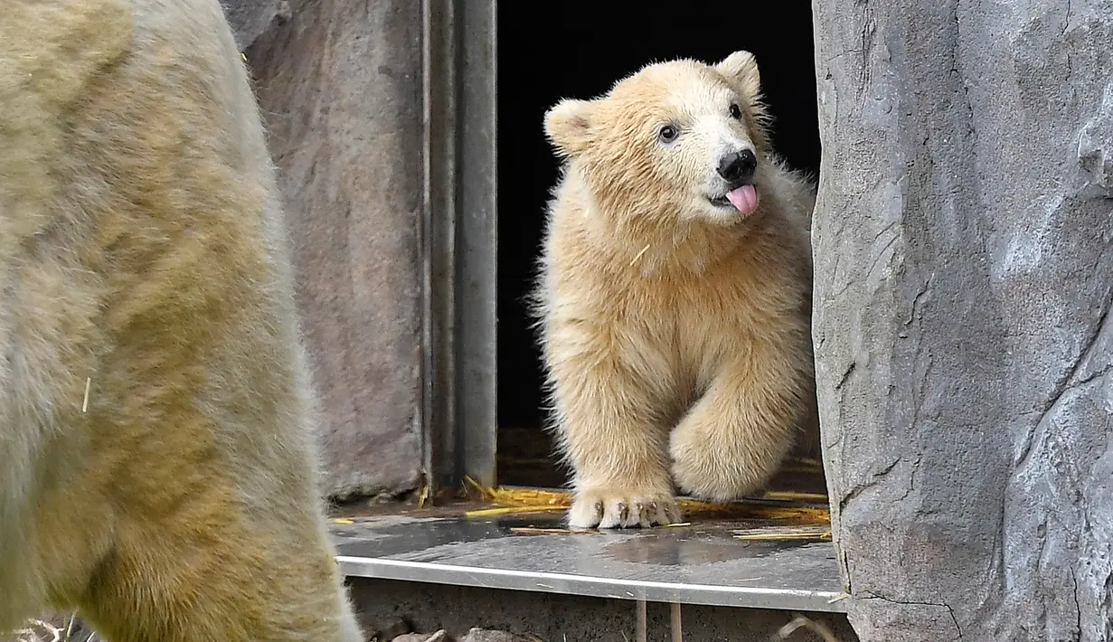 Bayi beruang kutub melakukan langkah pertamanya di luar kandang kebun binatang di Gelsenkirchen, Jerman, 13 April 2018.  Bayi beruang yang lahir pada Desember tahun lalu itu tinggal bersama sang induk yang bernama Lara. (AP Photo/Martin Meissner)