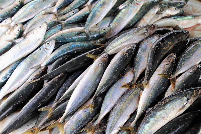 Harga Ikan