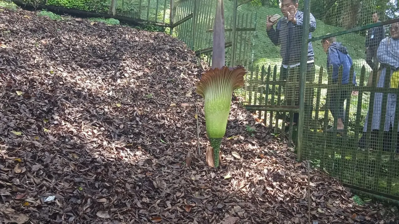 Penampakan Bunga Bangkai jenis Amorphophallus Titanum mekar dengan sempurna di Kebun Raya Cibodas, Cianjur, Jawa Barat, Kamis (27/4/2023)
