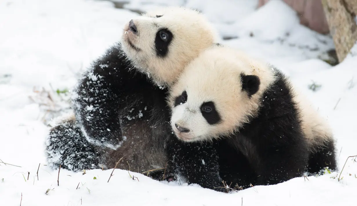 Dua ekor panda raksasa asyik bermain usai salju turun di Pusat Konservasi dan Penelitian Panda Raksasa China basis Shenshuping di Cagar Alam Nasional Wolong, Provinsi Sichuan, China (17/12/2020). Cagar Alam ini merupakan kawasan perlindungan di Kabupaten Wenchuan. (Xinhua/Jiang Hongjing)