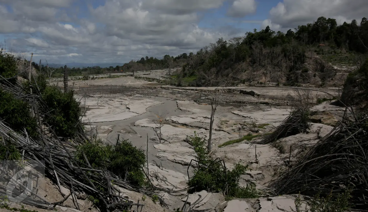 Penampakan sebuah perkebunan yang rusak dan kering akibat luncuran awan panas Gunung Sinabung pada April 2015 di Desa Sibintun, Karo, Sumatera Utara, Minggu (5/7). Akibat letusan Sinabung, desa tersebut sudah tak lagi berbentuk. (Liputan6.com/Johan Tallo)