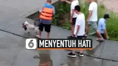 anjing selamatkan