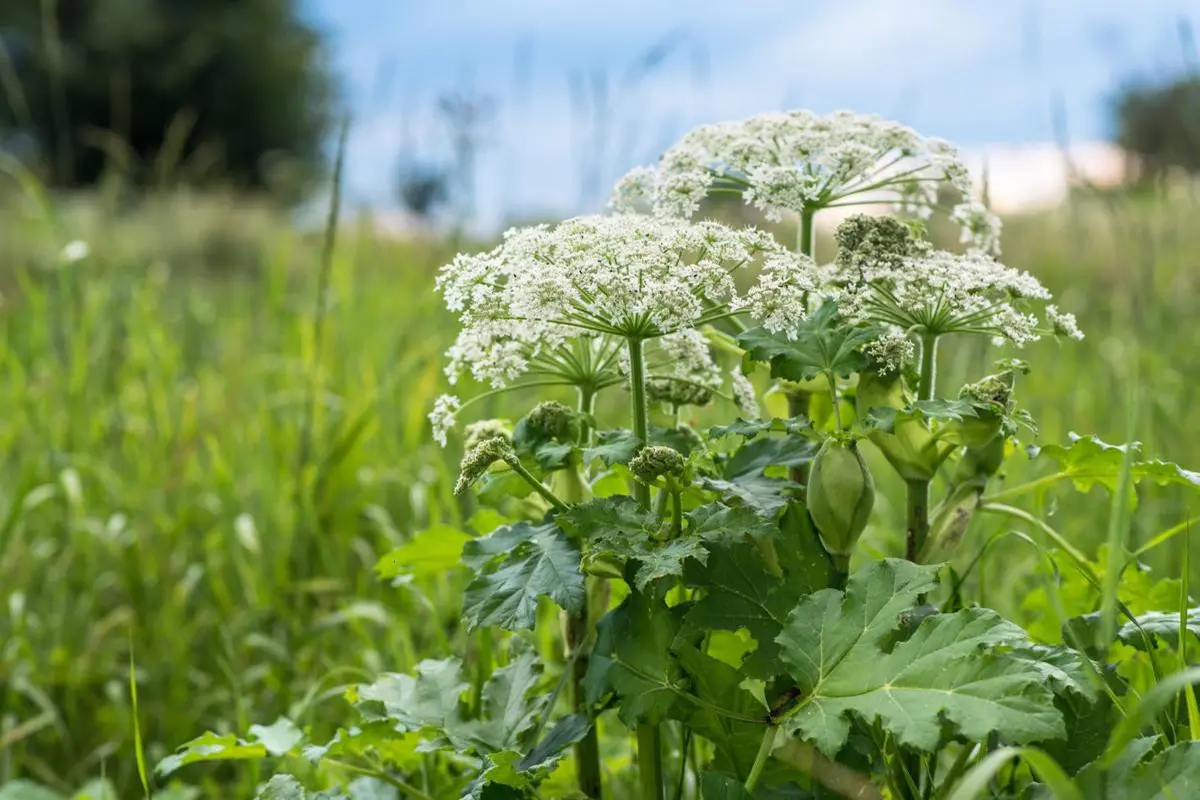 [Bintang] Ternyata Ini Alasan Mengapa Tanaman Hogweed Berbahaya Bagi Manusia