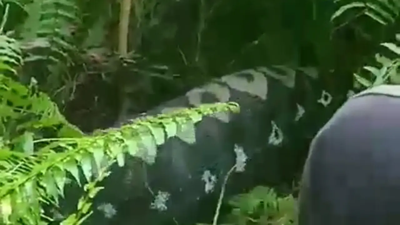 Ular piton