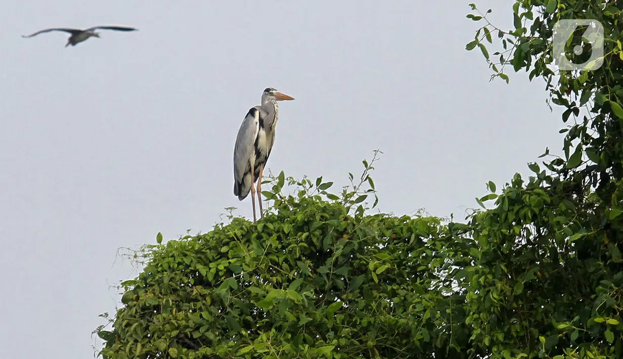 Memperingati Hari Burung Migrasi Sedunia 2021,  Biodiversity Warriors Yayasan KEHATI kembali melakukan pengamatan dan menginventarisir burung migrasi di sekitar perairan Hutan Lindung Angke Kapuk, Jakarta. (Liputan6.com/Fery Pradolo)
