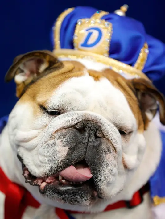 Anjing Bulldog, Bow-Z milik John Hill menjadi pemenang dalam kontes kecantikan bertajuk Beatiful Bulldog ke-37 di Des Moines, Iowa, Minggu (22/4). Pemenang kontes ini akan menjadi maskot ajang atletik Drake Relays (AP/Charlie Neibergall)