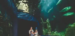 Aquarium memberikan pengalaman visual yang kuat melalui tampilan berbagai jenis ikan dan biota laut (Sumber: Pexels.com)