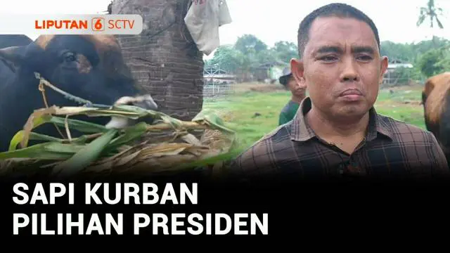 VIDEO: Sapi Kurban Prabowo di Gowa Sulsel Dijaga 20 Orang Selama 24 Jam