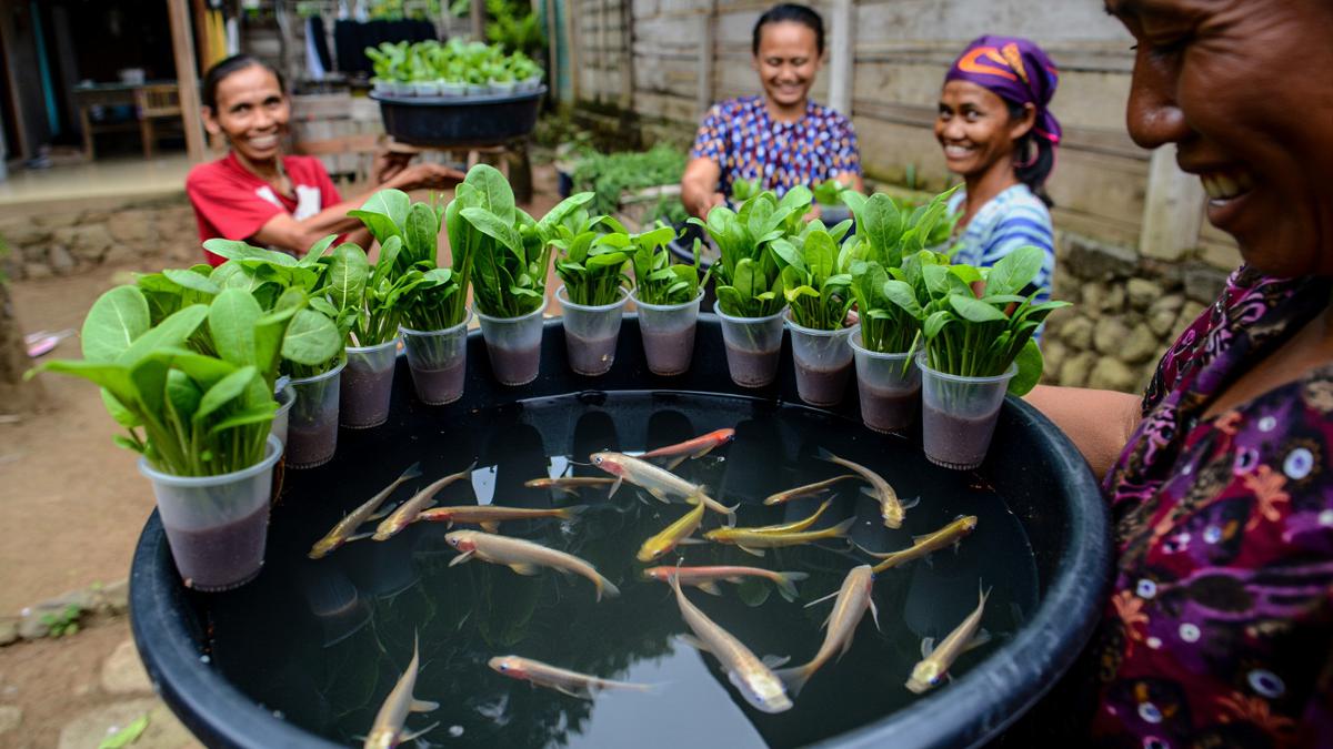 9 Ide Ternak Lele Ember untuk Ibu-Ibu PKK Modal Kecil, Panen Cuan dari Pekarangan Rumah