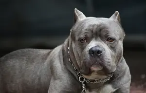 Deretan Kasus Tragis Pitbull Serang Manusia