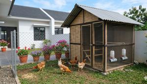 Desain Kandang Ayam Ala Urban Farming