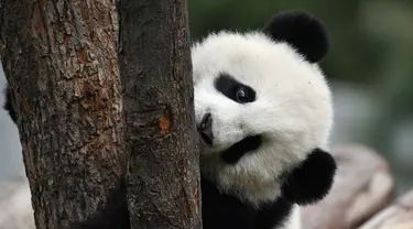 Panda bernama Jia Jia bermain di pusat penelitian dan penangkaran panda raksasa Qinling di Provinsi Shaanxi, China (31/3/2020). Pada 2019, tiga anak panda Jia Jia, Yuan Yuan, dan Qin Kuer lahir di tempat tersebut. Berkat perawatan para staf, ketiganya tumbuh besar dan sehat. (Xinhua/Zhang Bowen)