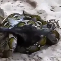 Ngeri, Kelelawar Berjuang Lolos dari Jerat Piton