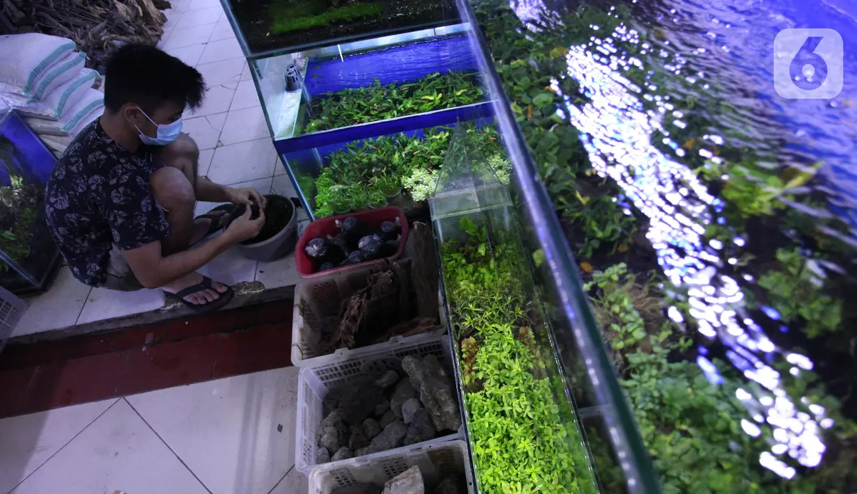 Penjual mengecek ikan di Sentra Ikan Hias, Dinas Kelautan, Pertanian dan Ketahanan Pangan DKI Jakarta, Senin (9/8/2021). Selama masa pandemi Covid-19 pendapatan para penjual ikan hias mengalami penurunan yang cukup signifikan. kerumunan. (Liputan6.com/Johan Tallo)