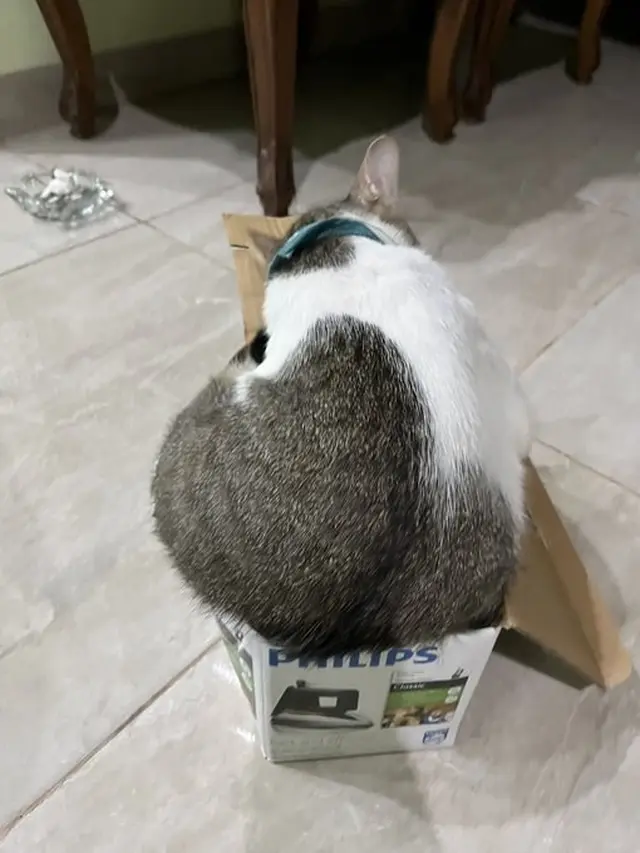 10 Potret Kucing Memaksa Masuk Kardus Ini Bikin Gemas, Enggak Sadar Ukuran