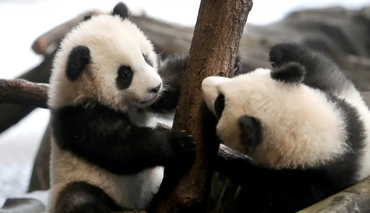Panda kembar Meng Yuan dan Meng Xiang bermain dalam kandang mereka di Berlin Zoo, Berlin, Jerman, Rabu (29/1/2020). Meng Yuan dan Meng Xiang siap debut resmi mereka kepada publik pada hari Kamis. (AP Photo/Michael Sohn)