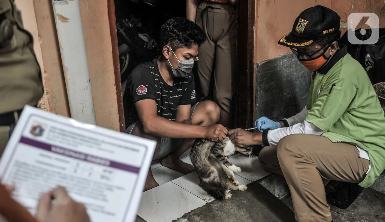 Petugas Sudin KPKP Jakpus melakukan vaksinansi rabies hewan peliharaan dengan sistem jemput bola di Gang Kingkit, Kebon Kelapa, Gambir, Selasa (3/11/2020). Selain di Pos RW setempat, vaksinasi rabies secara gratis dilakukan dengan sistem jemput bola ke rumah warga. (merdeka.com/Iqbal S Nugroho)