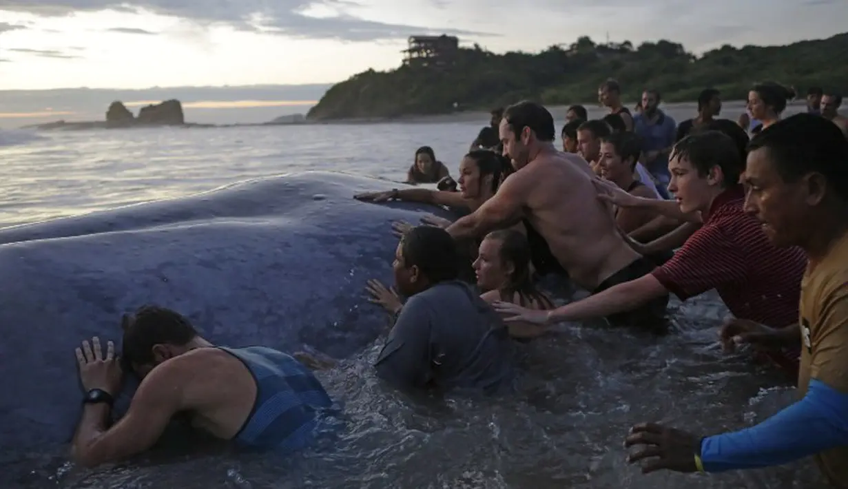 Menjelang sore hari, Paus sepanjang 18 meter itu berhasil dibawa ke laut, Pantai Popoyo, Nicaragua, Jumat (14/11/2014) (AFP Photo/Inti Ocon)