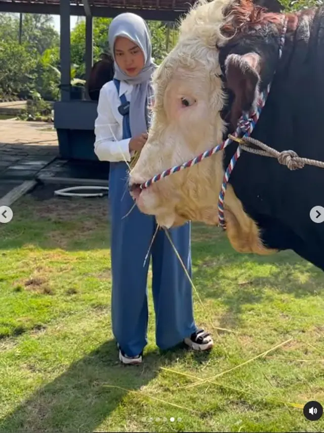 6 Potret Ria Ricis dengan Sapi Jumbo untuk Kurban, Rela Berburu hingga Purworejo