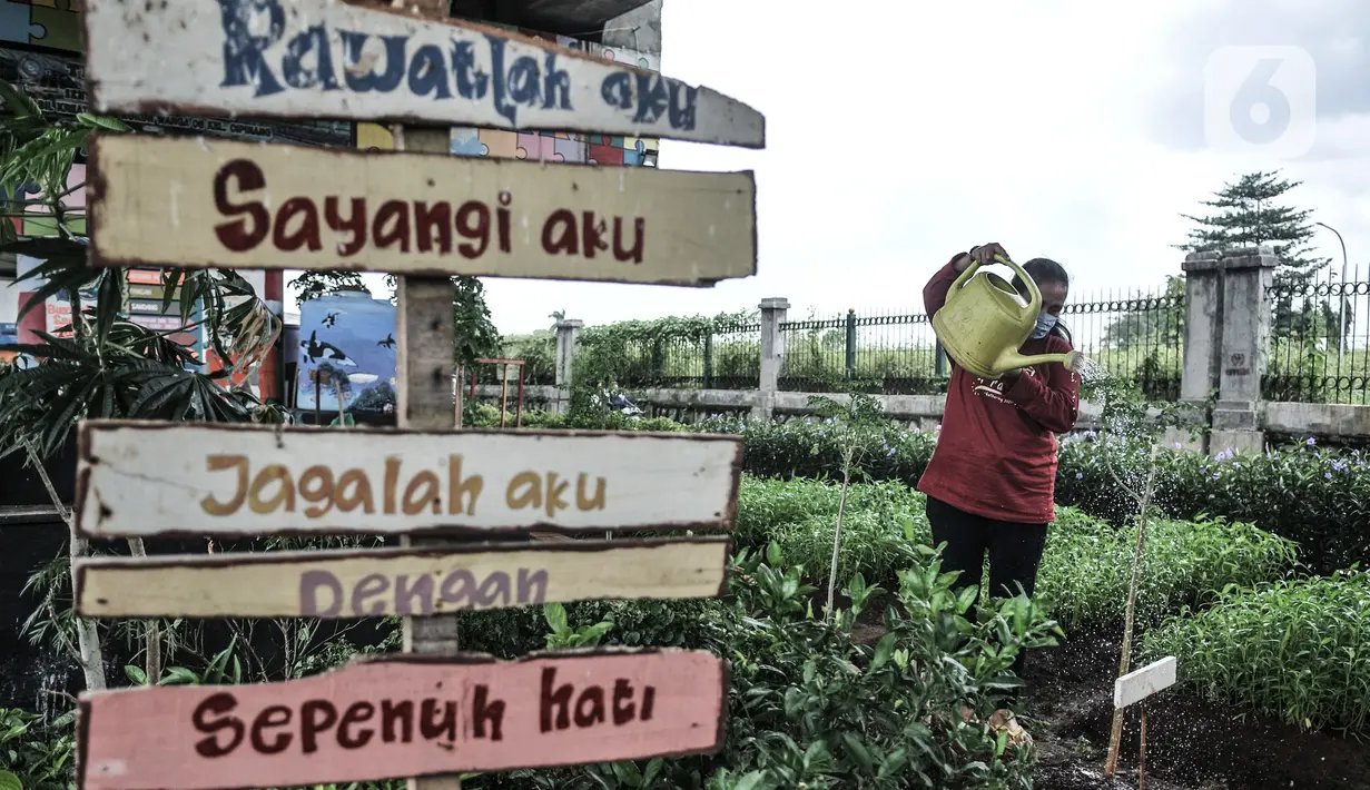 Warga melakukan perawatan taman sayur di kolong flyover Cipinang, Jakarta, Senin (1/2/2021). Selain sayur seperti sawi dan kangkung, taman ini juga dilengkapi kolam ikan yang hasil panennya untuk dikonsumsi oleh warga sebagai program ketahanan pangan. (merdeka.com/Iqbal S. Nugroho)