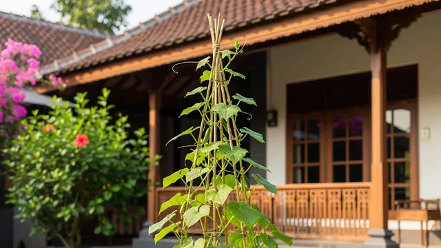 Cara Menanam Timun di Pot Kecil agar Berbuah Lebat