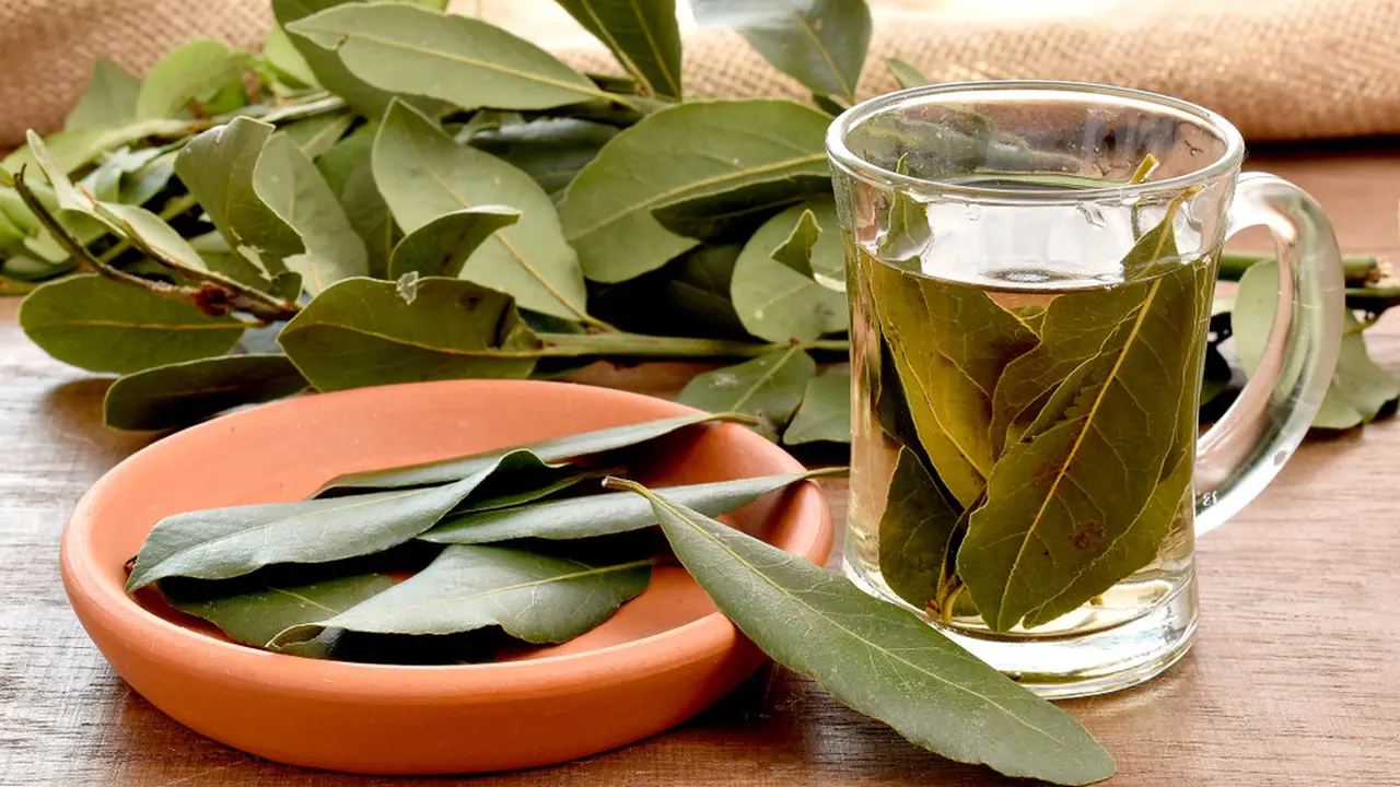 daun salam