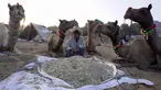 Seorang penggembala unta duduk dengan unta-untanya pada pameran ternak tahunan di Pushkar, India, 11 November 2021. Pushkar adalah tempat ziarah Hindu populer yang juga sering dikunjungi oleh turis asing pada pameran ternak tahunannya. (AP Photo/Deepak Sharma)