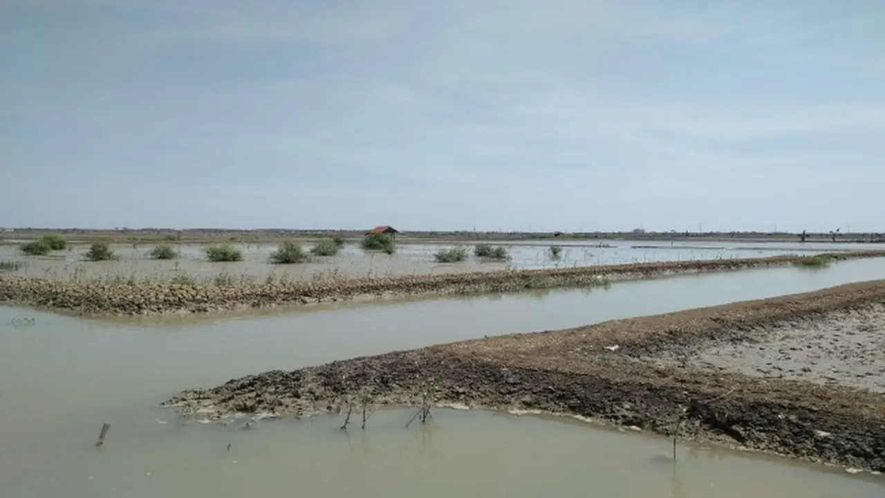 Curhat Petambak Garam Gagal Panen Hingga Minim Bantuan Pemerintah