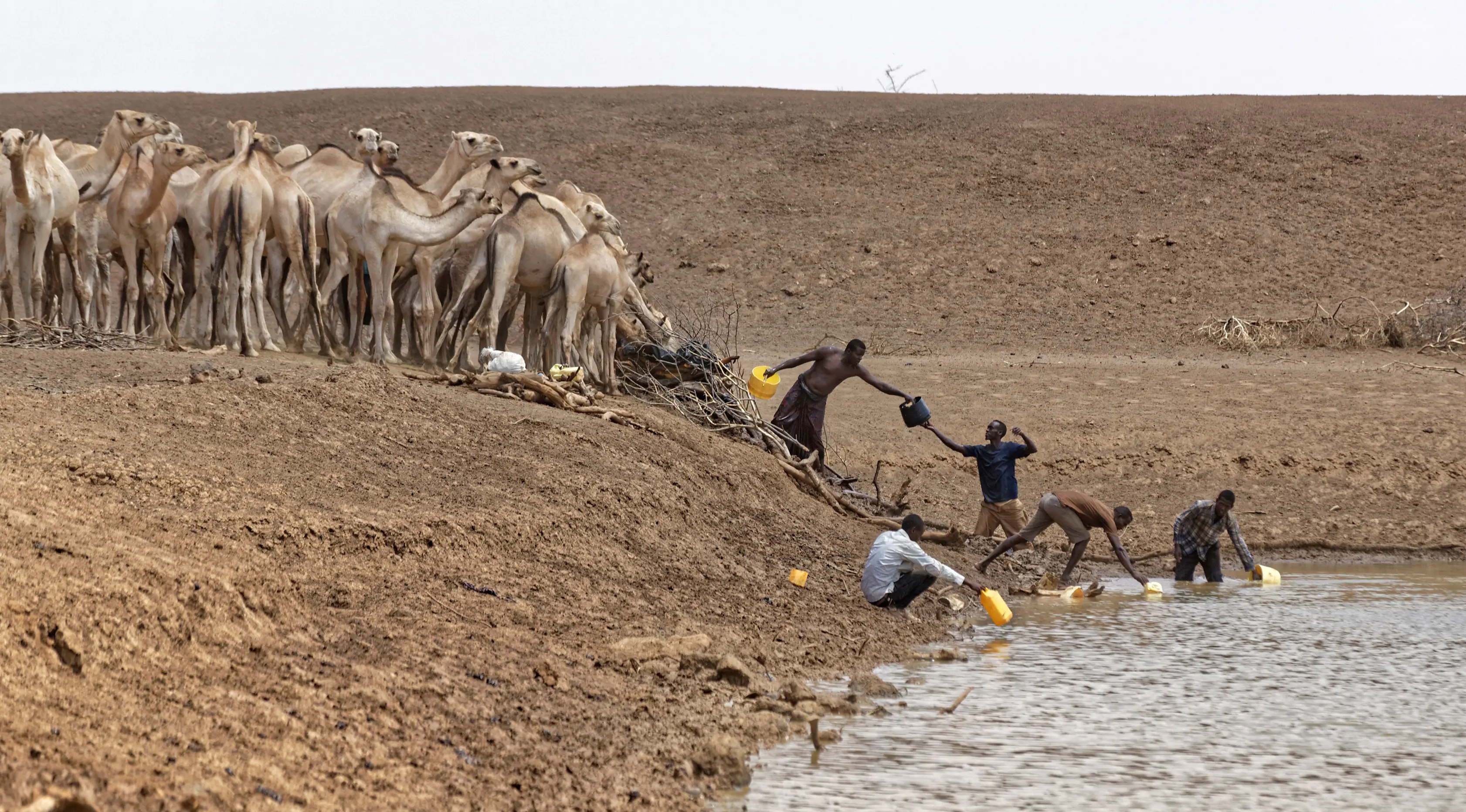 Sejumlah pria mengambil air di sebuah danau di Bandarero, Kenya, Jumat (3/3). Kenya kini tengah menghadapi kekeringan parah dan krisis pangan. (AP Photo / Ben Curtis)
