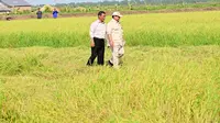 Presiden Prabowo Subianto meninjau langsung proses tanam dan panen padi di Desa Telaga Sari, Distrik Kurik, Kabupaten Merauke, Provinsi Papua Selatan, Minggu (3/11/2024). Dia ditemani Menteri Pertanian Andi Amran Sulaiman. (Rusman - Biro Pers Sekretariat Presiden)