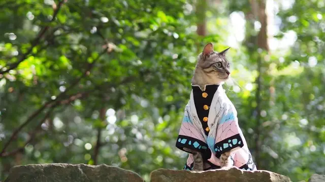 kucing cosplay