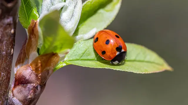 Ladybugs