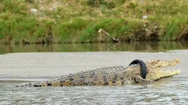 Muncul Lagi, Buaya Berkalung Ban Jadi Buruan Objek Selfie