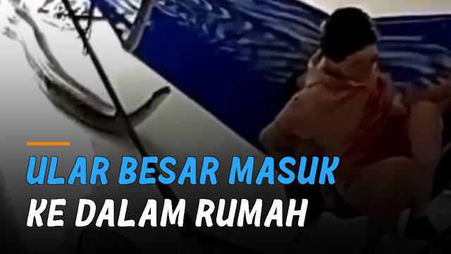 Momen mengerikan ketika seorang ibu sedang menidurkan anaknya dan ada ular besar masuk ke dalam rumah.