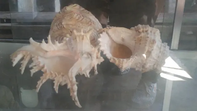 Organ Vital Ikan Duyung