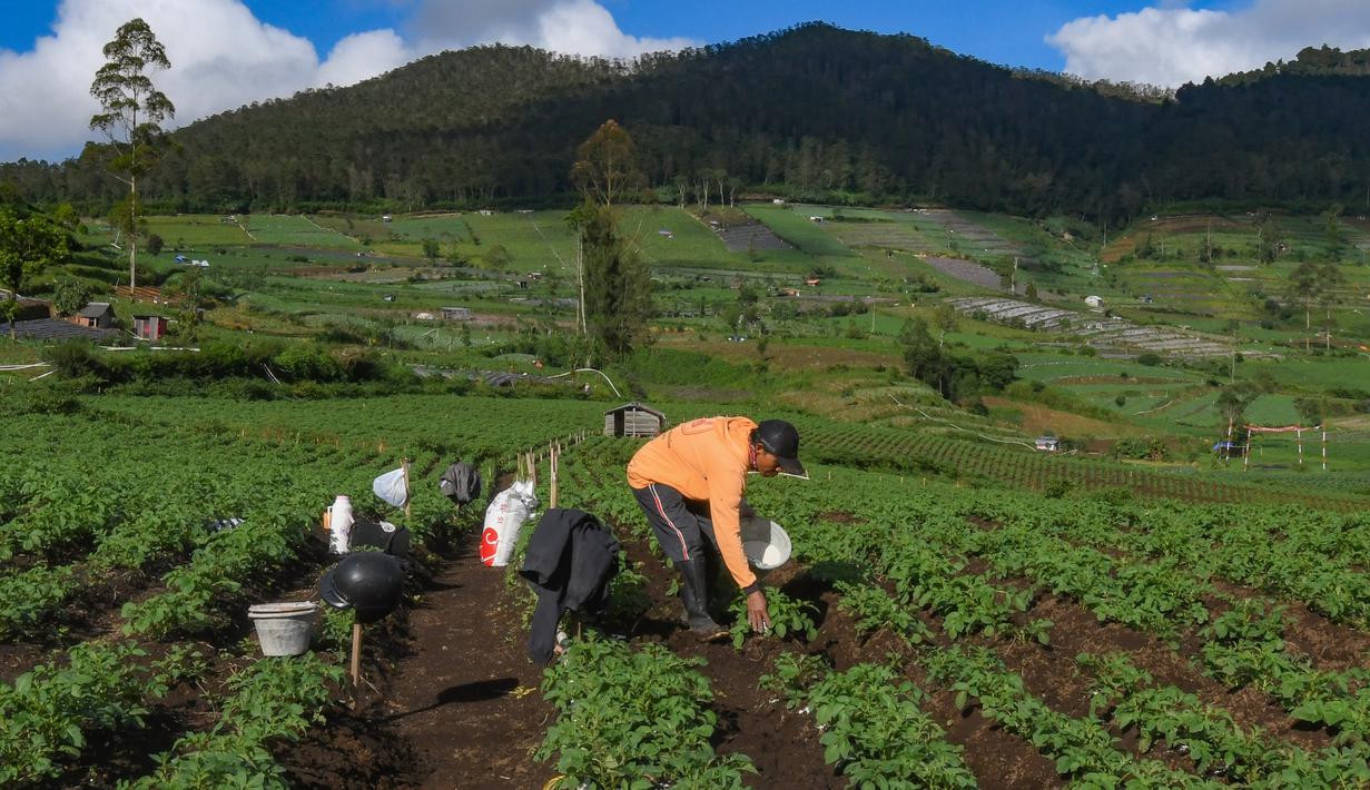 Petani melakukan penyemprotan pupuk pada tanaman kentang di kawasan dataran tinggi Dieng, Batur, Banjarnegara, Jawa Tengah, Minggu (2/11/2025). (merdeka.com/Arie Basuki)