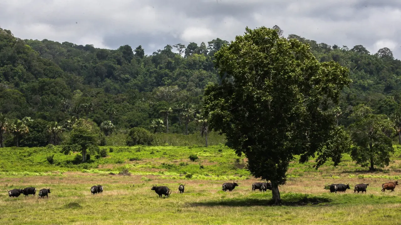 Padang Savana Taman Nasional Alas Purwo Banyuwangi (Istimewa)
