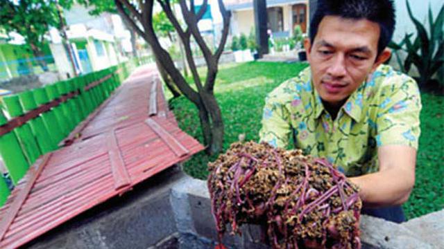 Cacing Bisnis Menjijikkan Tapi Memberi Untung Selangit Bisnis