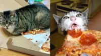 6 Tingkah Kucing Suka dengan Pizza Ini Bikin Pemelihara Tepuk Jidat (Brightside)