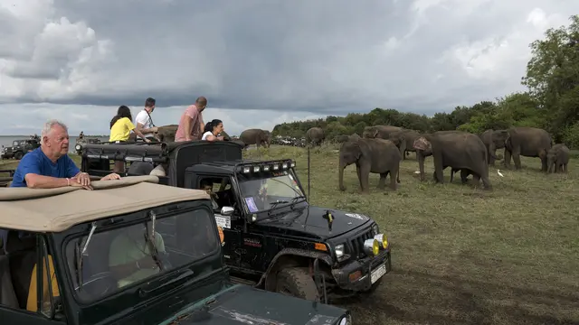 Gajah Liar