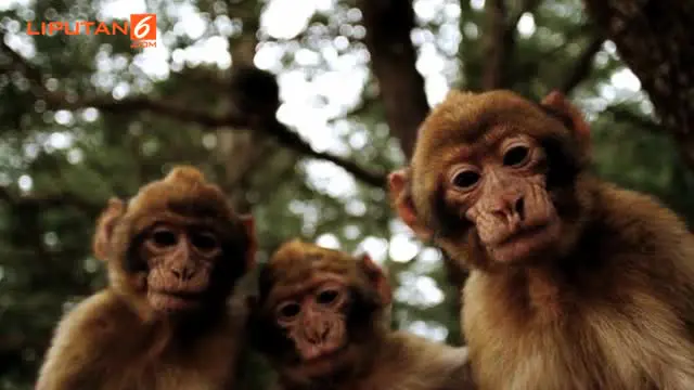 Untuk pertama kalinya, para ilmuwan di Tiongkok melakukan rekayasa genetik pada monyet sehingga hewan itu membawa gen autisme manusia.  Rekayasa genetik ini bertujuan untuk mengembangkan cara pengobatan autisme.