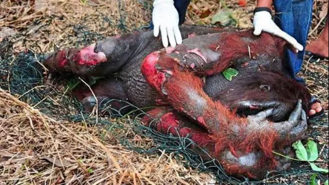 Tidak Hanya Kabut Asap, Netizen Minta Jokowi Selamatkan Orangutan