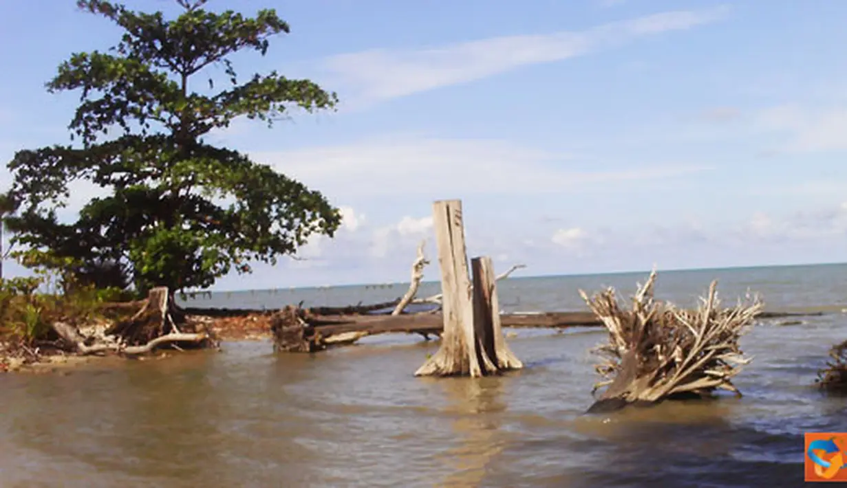 Citizen6, Bangka Belitung: Tumbuhan terancam punah disebabkan ulah tangan-tangan jahil, mengambil besi-besi di sepanjang bibir pantai yang berfungsi sebagai pemecah ombak. (Pengirim: Muhamad Fatih)