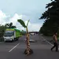 Aksi Protes, Pohon Pisang Tegak Berdiri di Jalan Tol Makassar (Liputan6.com/Eka Hakim).