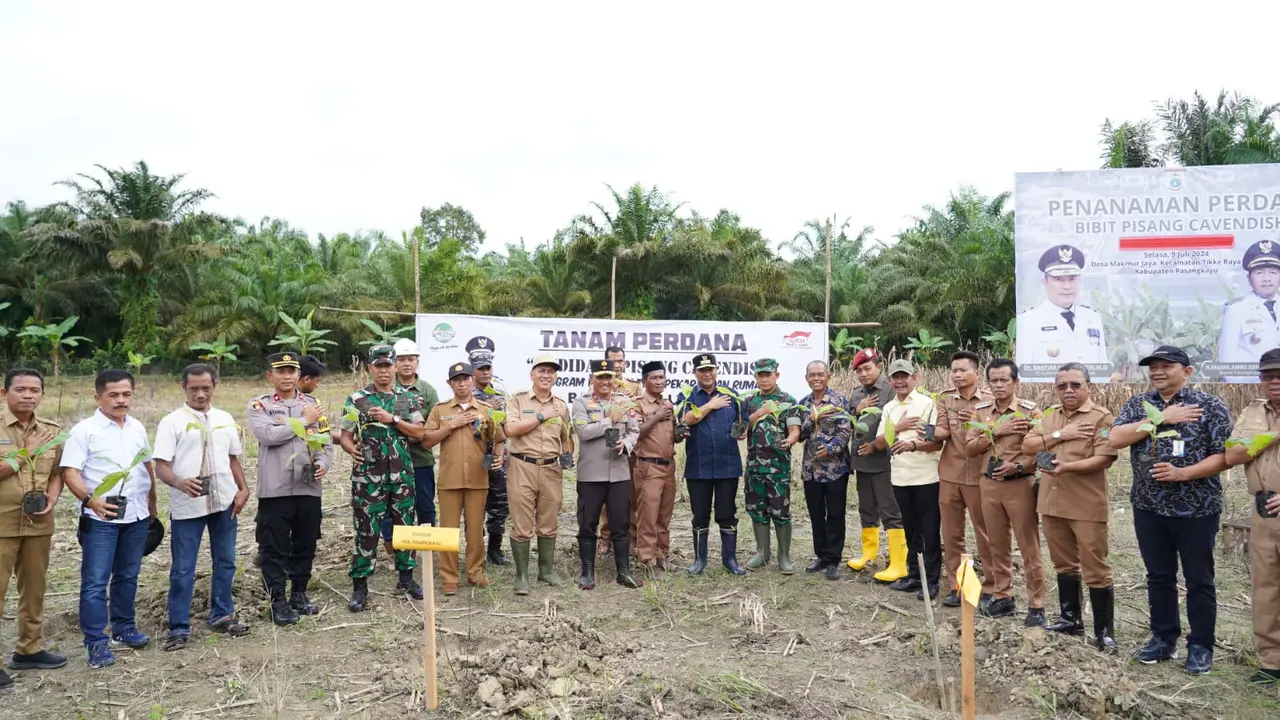 Tanam Pisang